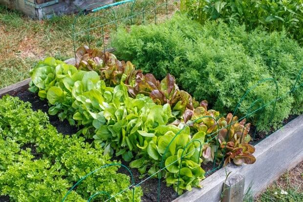 How To Start A Garden | Starting A Garden | Backyard Gard