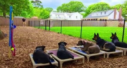 60+ Super Ideas For Backyard Playground Dog | Dog playground, Dog .