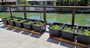 DIY container gardening in small spaces | University of Hawaiʻi .