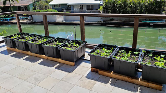 DIY container gardening in small spaces | University of Hawaiʻi .