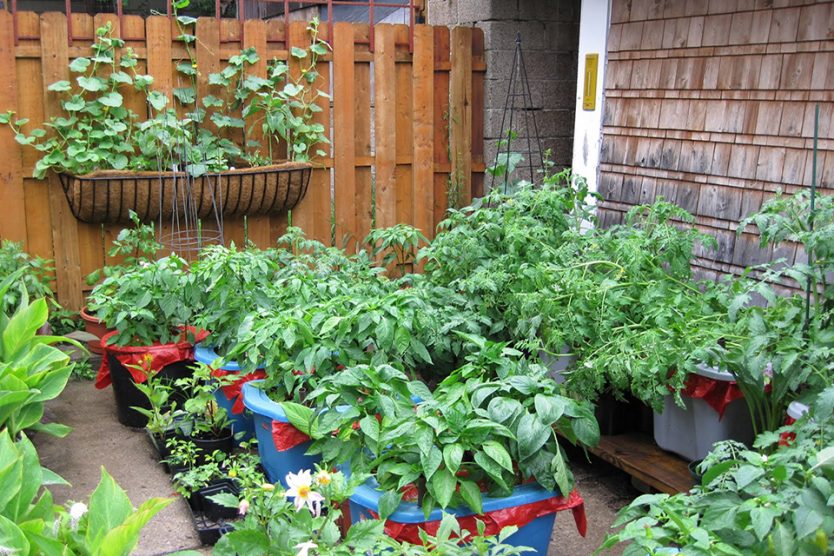SELECTING THE BEST VEGETABLES FOR YOUR CONTAINER GARDEN - Plant .
