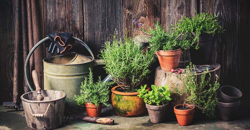 A Complete Guide to Vegetable Container Gardening for Beginne