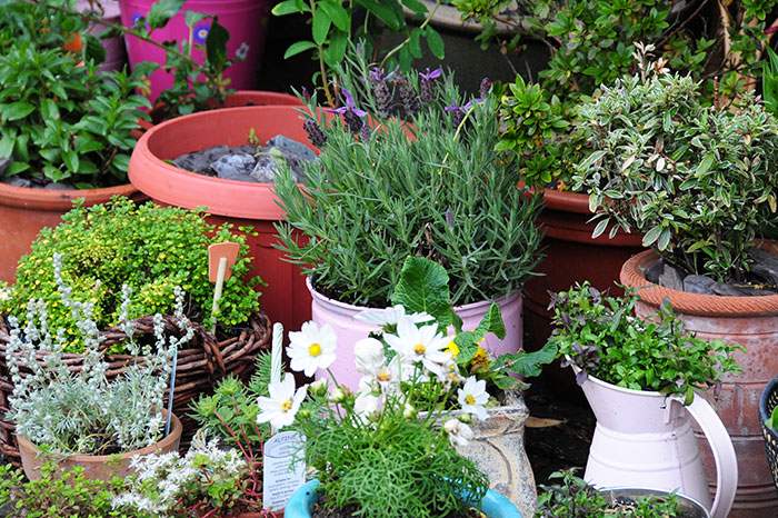 Tips to Create a Beautiful Container Gardening Displ