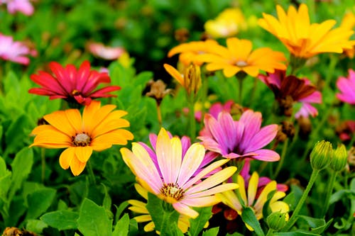 1000+ Amazing Flower Garden Photos · Pexels · Free Stock Phot