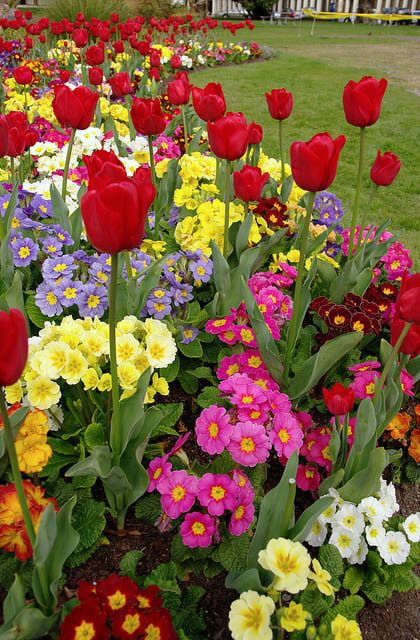 6 Tips for a Better Spring Flower Garden | Spring garden flowers .