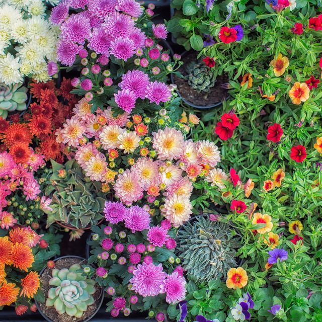 30 Best Fall Flowers for an Autumn Garden - Prettiest Flowers to .