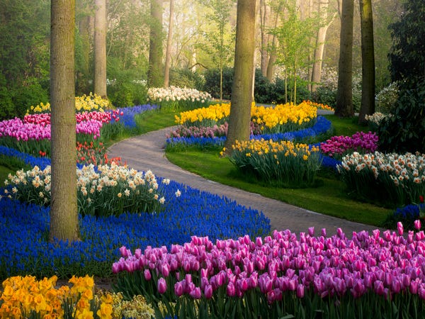Photos of Keukenhof flower fields in the Netherlands without .