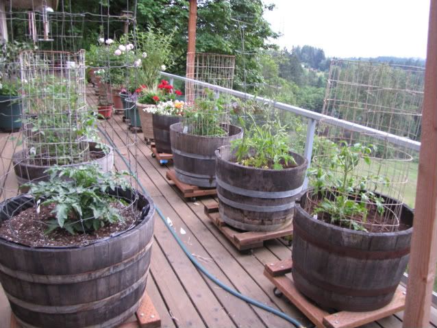 Go Beyond Borders and Grow Vegetables in Containers | Small .