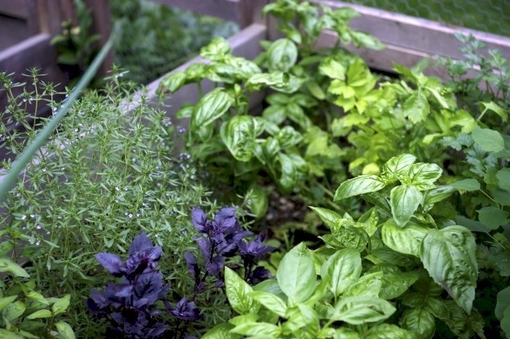 Everything You Need to Know About Herb Gardens - Gardenis