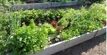 You've always wanted a garden. Here's how to make it happen (as .