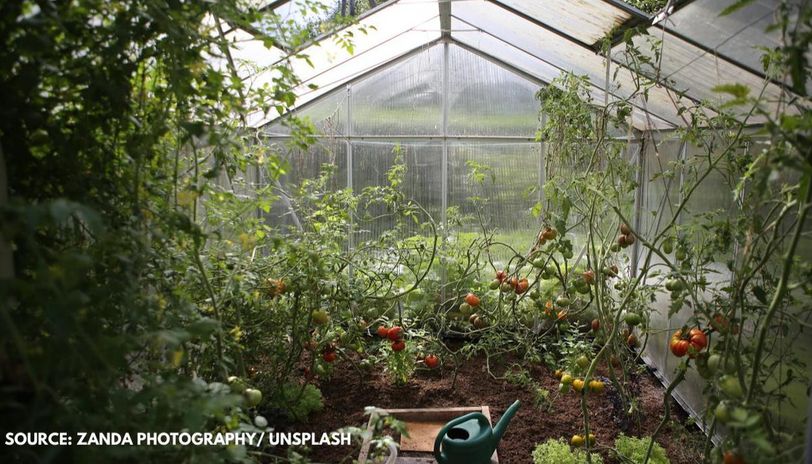 Home gardening: Here's a list of cost-efficient vegetables to grow .
