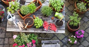Beginning Home Gardening Guide | Angie's Li