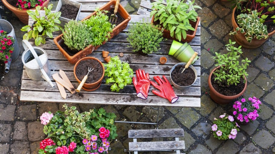 Beginning Home Gardening Guide | Angie's Li