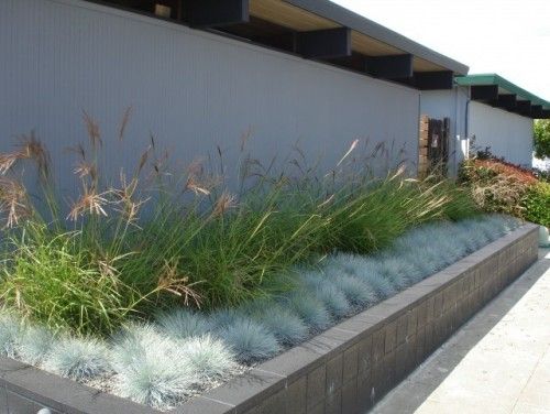 Foster City Eichler modern landscape...grasses | Modern .