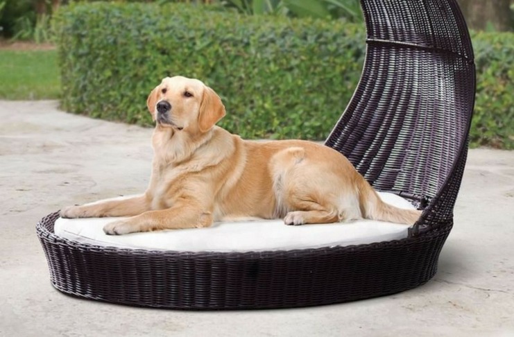 Facts About Outdoor Dog Bed For Large Do