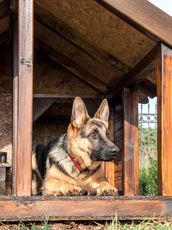 Dog Owners in New Jersey Beware-Outdoor Dog Shelters That Comply .