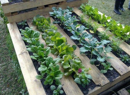 recycled pallet raised bed garden. That's really smart. Now I don .