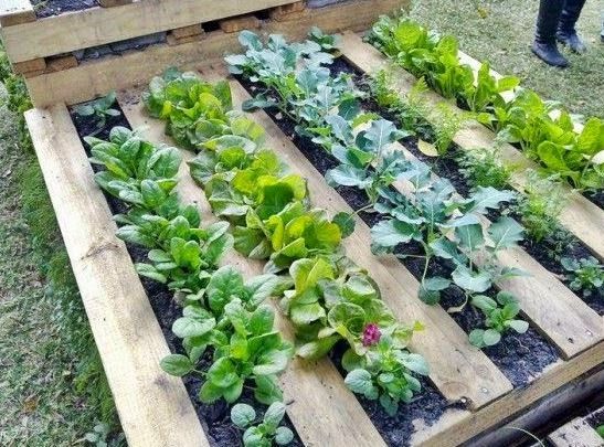 For raised garden purposes, a pallet can be laid flat on the .