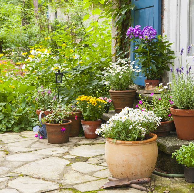15 Best Patio Plants - Outdoor Patio Plants Ide