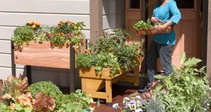 Create a Patio Vegetable Garden | Gardener's Supp