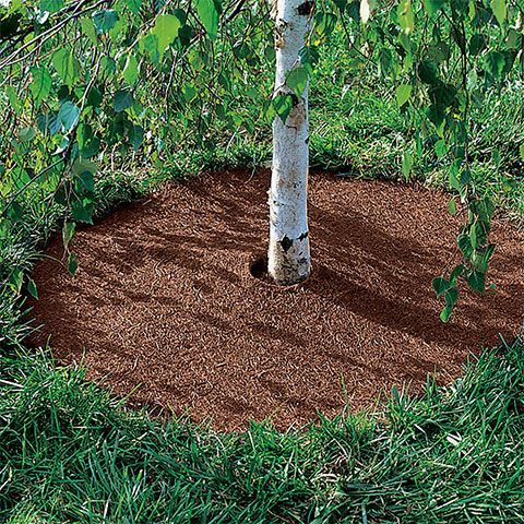 Coco Fiber Mulch Tree Rings | Gardener's Supply in 2020 | Plastic .