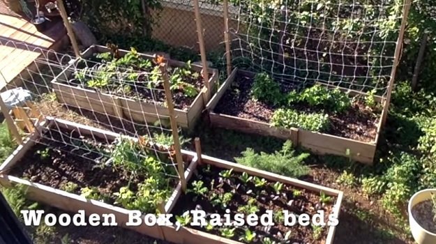 Video] Container Gardening Vs. Raised Bed Gardening - Sustainable .