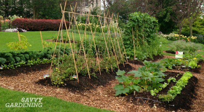 6 vegetable gardening tips every new food gardener needs to kn