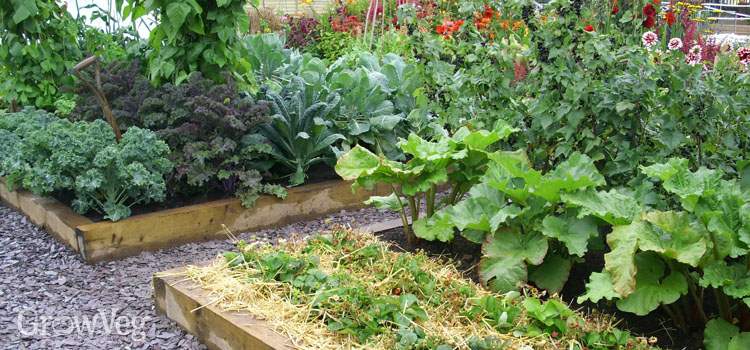 5 Tips for Planning Your Vegetable Gard