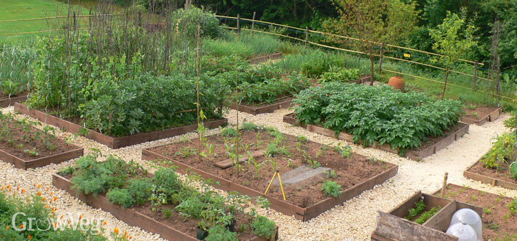 How to Plan a Vegetable Garden: A Step-by-Step Gui