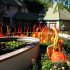 Denver Botanic Gardens Reopens After COVID-19 Shutdown | Westwo