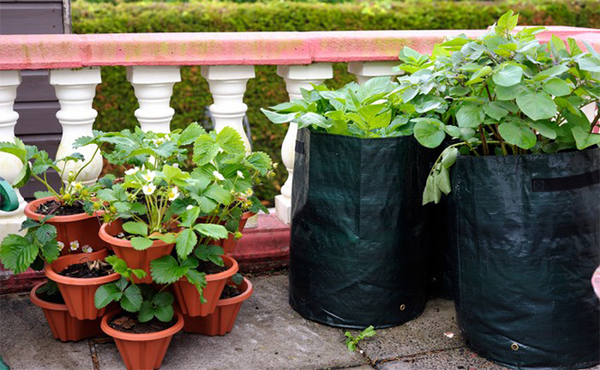 Container Gardening 101: Organic Gardening for the Apartment Dwell