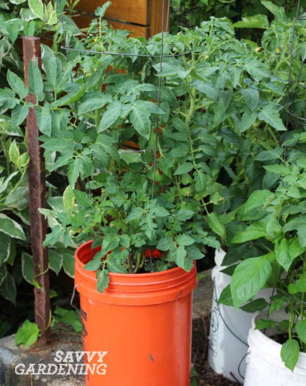 Crops in pots: success with vegetable container gardeni