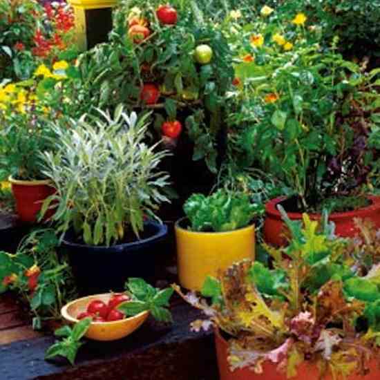Grow Your Own Container Gardens - Organic Gardening - MOTHER EARTH .