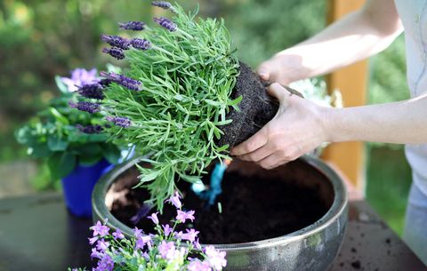 Everything You Need to Know About Container Gardeni