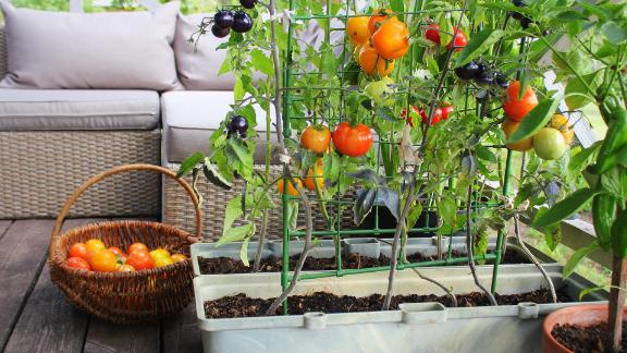 Garden ideas: Easy vegetables to grow in backyard gardens and .