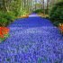 Enjoy Over 7 Million Blooms in Holland's Largest Flower Gard