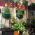 Container Gardening, Part I | Piedmont Master Gardene
