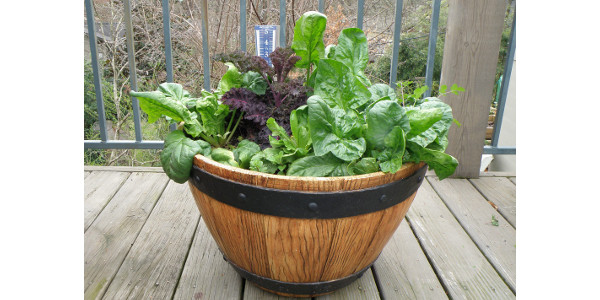 2020 Victory garden containers | Morning Ag Cli