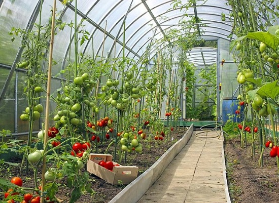 5 Considerations for Year-Round Greenhouse Growing | MOTHER EARTH NE