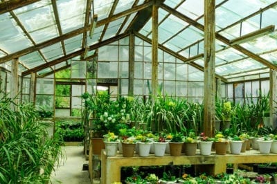 Growing Plants In A Greenhouse - Suitable Plants For Greenhouse .