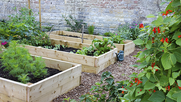 How to Start a Sustainable Home Garden | ACTI