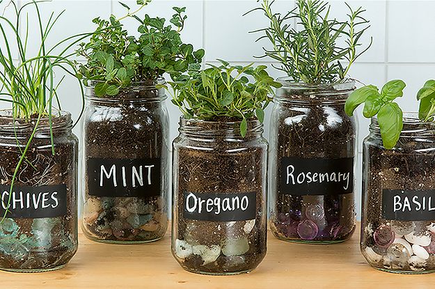 Make An Adorable Herb Garden With Old Glass Jars | Mason jar herb .