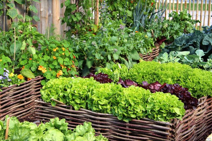 Four-Bed Crop Rotation for Small Gardens | Old Farmer's Alman