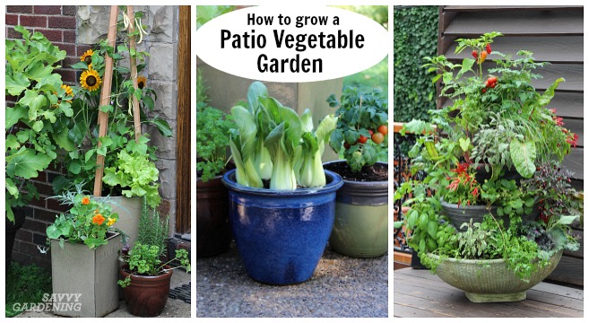 Patio Vegetable Garden Setup and Tips to Get Growi