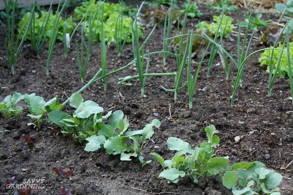 How to Start a Vegetable Garden Fast (And on a Budget