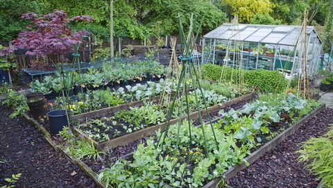 The 6 most cost-effective vegetables to grow in your gard