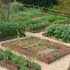 How to Plan a Vegetable Garden: A Step-by-Step Gui